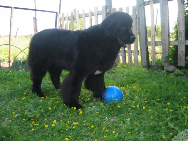 Фото: ньюфаундленд Dar Svezy Unika Sagitta (Дар Свезы Юника Сагитта)