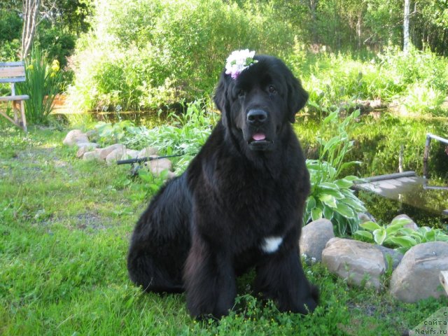 Фото: ньюфаундленд Dar Svezy Unika Sagitta (Дар Свезы Юника Сагитта)