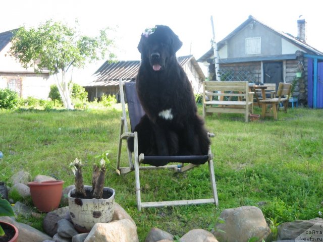 Фото: ньюфаундленд Dar Svezy Unika Sagitta (Дар Свезы Юника Сагитта)