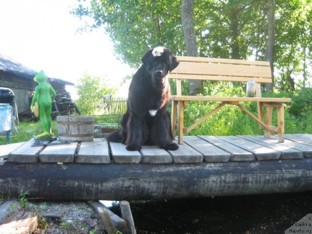 Фото: ньюфаундленд Dar Svezy Unika Sagitta (Дар Свезы Юника Сагитта)