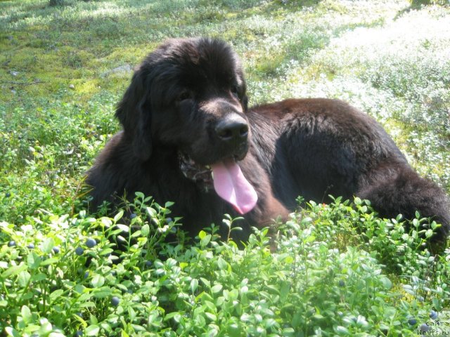 Фото: ньюфаундленд Dar Svezy Unika Sagitta (Дар Свезы Юника Сагитта)