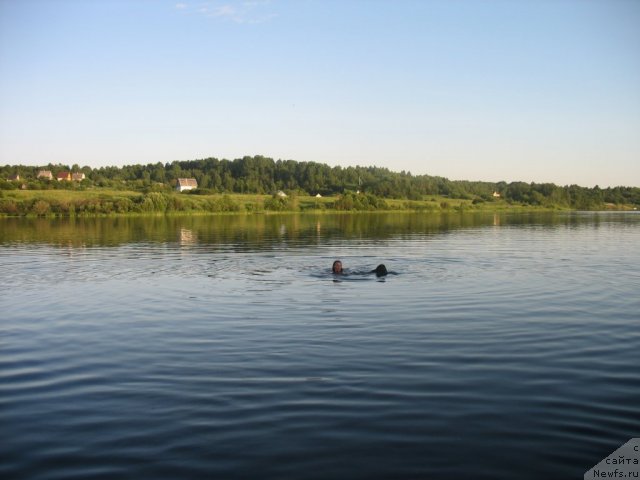 Фото: ньюфаундленд Dar Svezy Unika Sagitta (Дар Свезы Юника Сагитта)