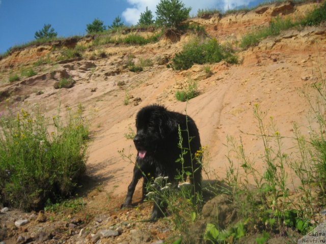 Фото: ньюфаундленд Dar Svezy Unika Sagitta (Дар Свезы Юника Сагитта)