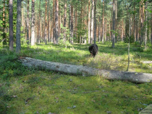 Фото: ньюфаундленд Dar Svezy Unika Sagitta (Дар Свезы Юника Сагитта)