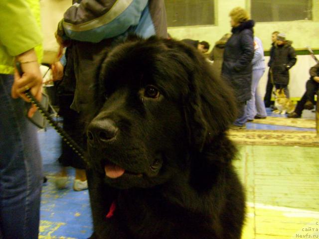 Фото: ньюфаундленд Ai Love Rich (Ай Лав Рич)