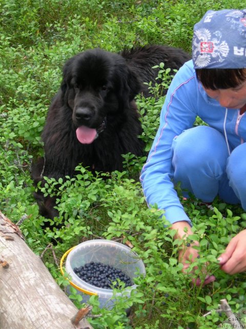 Фото: ньюфаундленд Dar Svezy Unika Sagitta (Дар Свезы Юника Сагитта)