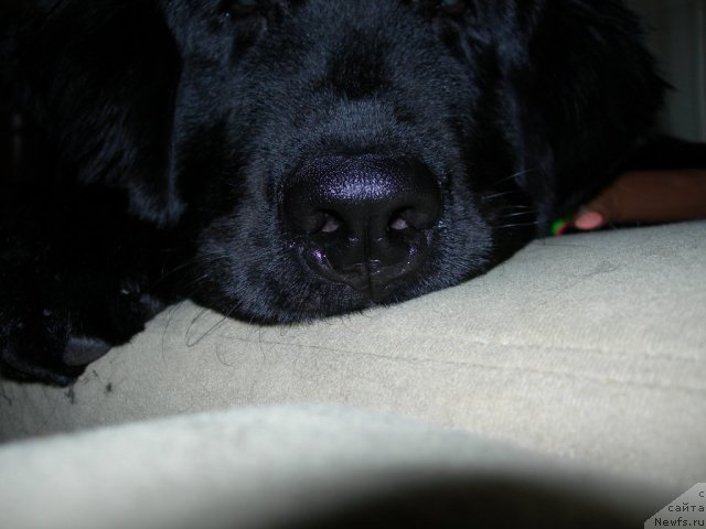 Фото: ньюфаундленд Dar Svezy Unika Sagitta (Дар Свезы Юника Сагитта)