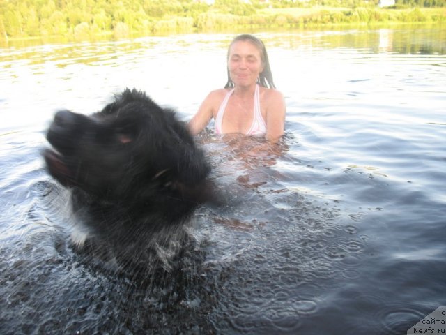 Фото: ньюфаундленд Dar Svezy Unika Sagitta (Дар Свезы Юника Сагитта)