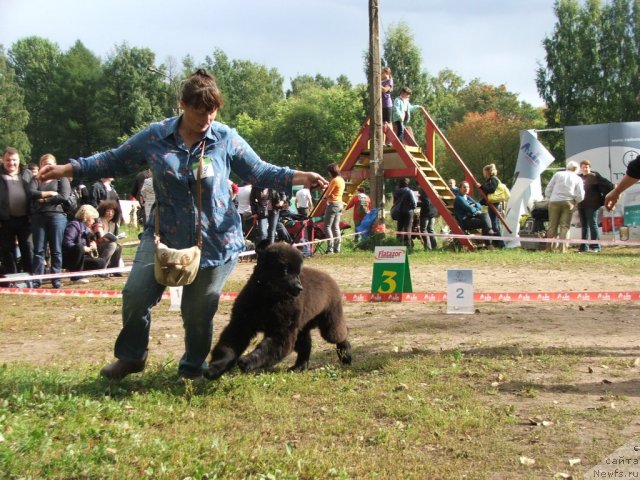 Фото: ньюфаундленд Plushevaya Panda Urmas (Плюшевая Панда Урмас)