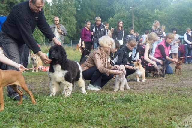 Фото: ньюфаундленд Plushevaya Panda Ulybka Ledi Scharm (Плюшевая Панда Улыбка Леди Шарм)