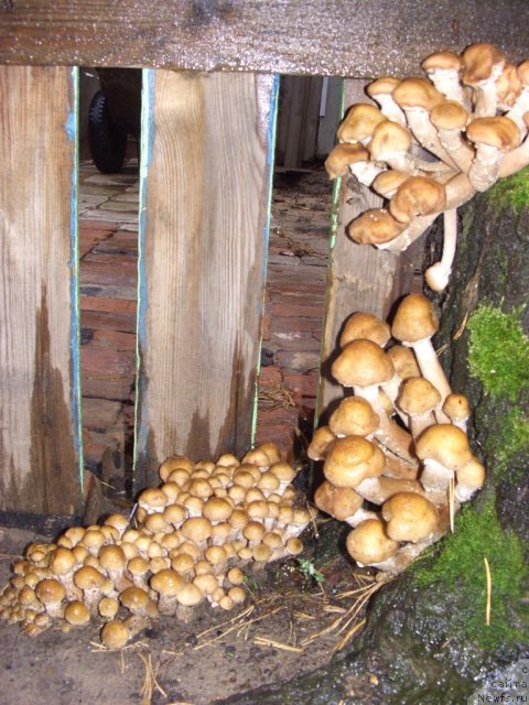 Фотография № 76692