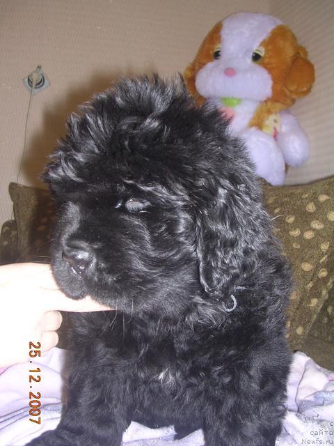 Фото: ньюфаундленд Janr YEksklyuziv iz Medvej'ego YAra (Жанр Эксклюзив из Медвежьего Яра)