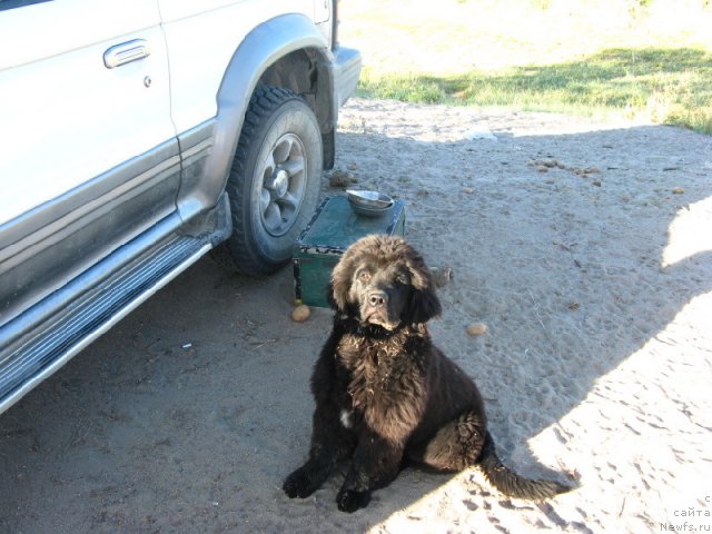 Фото: ньюфаундленд Plushevaya Panda Uool Odri Art-2 (Плюшевая Панда Уоол Одри Арт - 2)