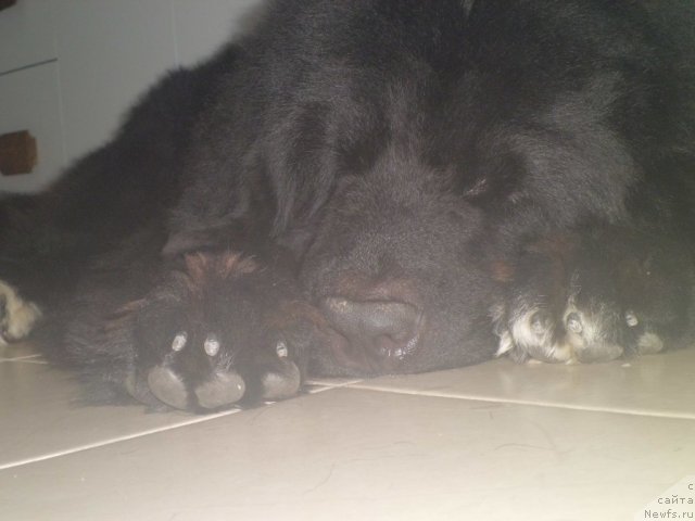 Фото: ньюфаундленд Pitern'yuf CHao-Kakao (Питерньюф Чао-Какао)