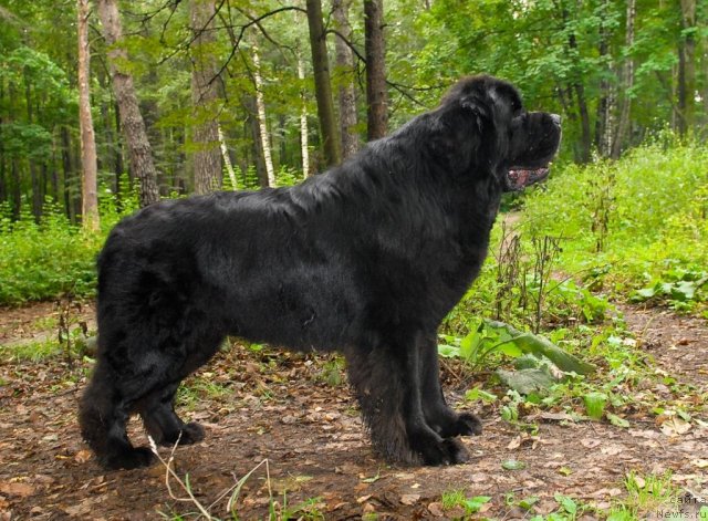 Фото: ньюфаундленд Kloofbears My Dream for Sent Djons