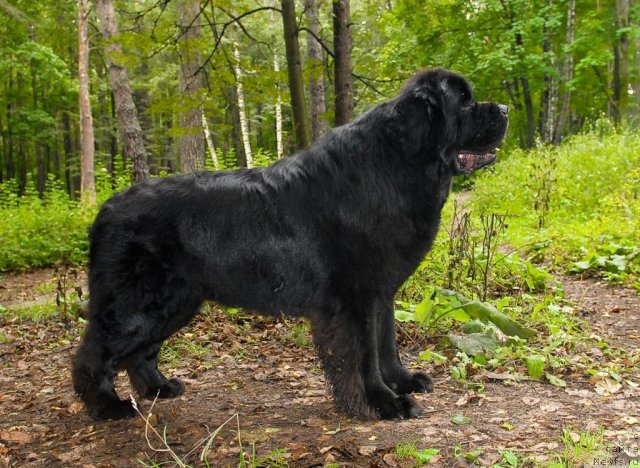 Фото: ньюфаундленд Kloofbears My Dream for Sent Djons