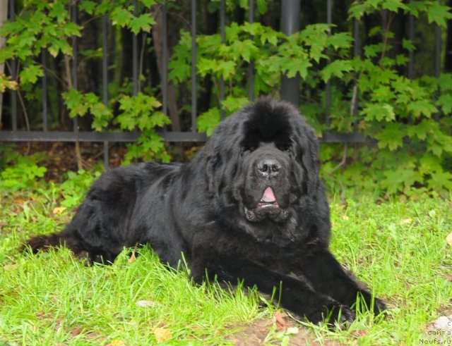 Фотография № 76785