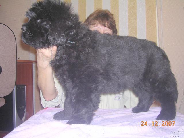 Фото: ньюфаундленд Jan Vel'mojnyiy  iz Medvej'ego YAra (Жан Вельможный  из Медвежьего Яра)