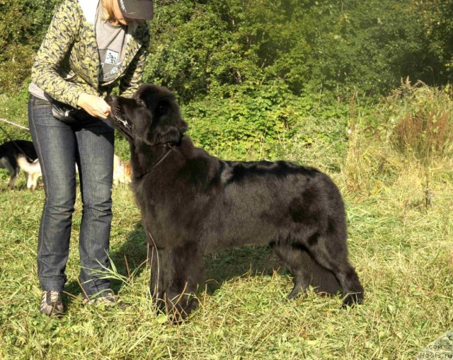 Фотография № 76823