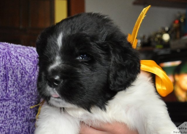 Фото: ньюфаундленд Kara Aular Baronessa Simpatiko (Кара Аюлар Баронесса Симпатико)