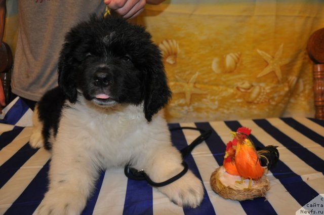 Фото: ньюфаундленд Kara Aular Baronessa Simpatiko (Кара Аюлар Баронесса Симпатико)