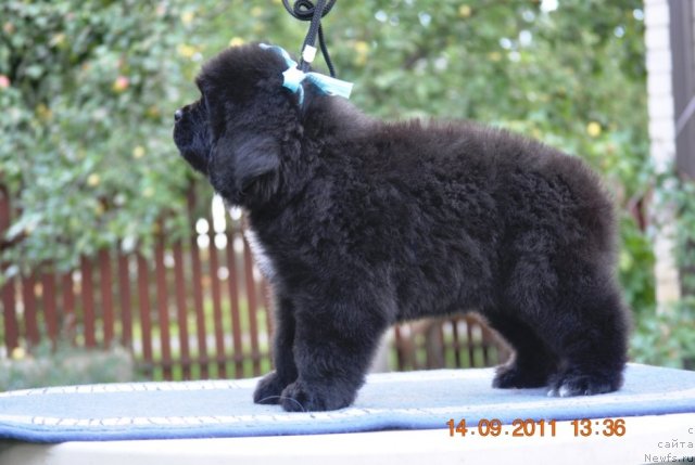 Фото: ньюфаундленд Zvezdnij Dar Agassi (Звездный Дар Агасси)