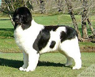 Фото: ньюфаундленд Threeponds Council Cup Bogart