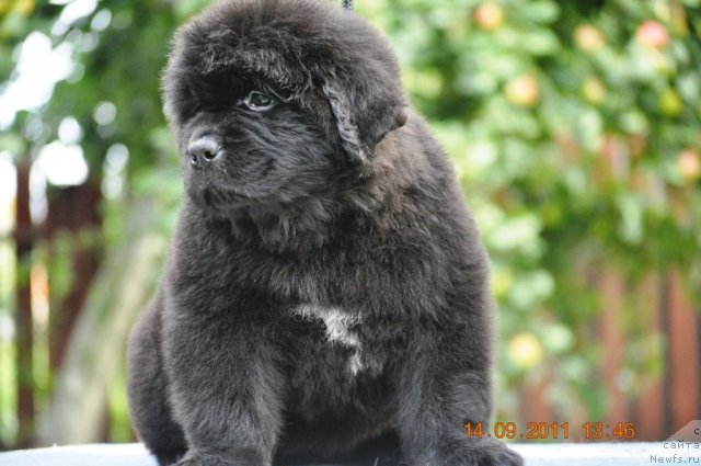 Фото: ньюфаундленд Zvezdnij Dar Afina dlja Berega Dona (Звездный Дар Афина для Берега Дона)