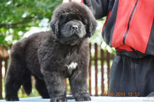 Фото: ньюфаундленд Zvezdnij Dar Afrodita (Звездный Дар Афродита)