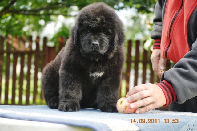 Фото: ньюфаундленд Zvezdnij Dar Afrodita (Звездный Дар Афродита)