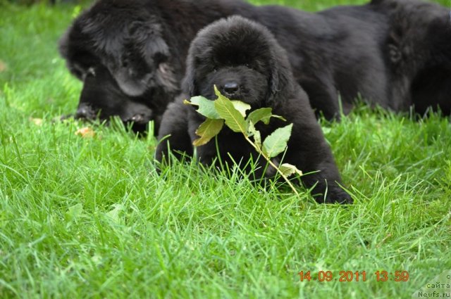 Фото: ньюфаундленд Zvezdnij Dar Afrodita (Звездный Дар Афродита)
