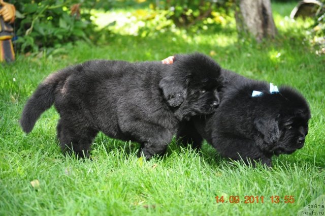 Фото: ньюфаундленд Zvezdnij Dar Afina dlja Berega Dona (Звездный Дар Афина для Берега Дона), ньюфаундленд Zvezdnij Dar Afrodita (Звездный Дар Афродита)