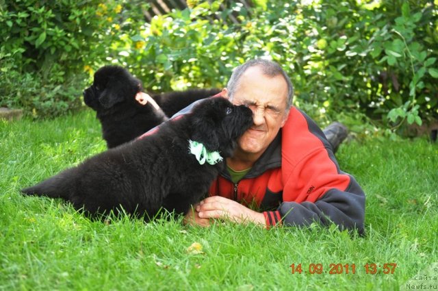 Фото: F.Aktuganov, ньюфаундленд Zvezdnij Dar Afina dlja Berega Dona (Звездный Дар Афина для Берега Дона), ньюфаундленд Zvezdnij Dar Afrodita (Звездный Дар Афродита)