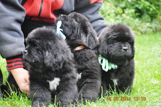 Фото: ньюфаундленд Zvezdnij Dar Agassi (Звездный Дар Агасси), ньюфаундленд Zvezdnij Dar Afrodita (Звездный Дар Афродита), ньюфаундленд Zvezdnij Dar Afina dlja Berega Dona (Звездный Дар Афина для Берега Дона)