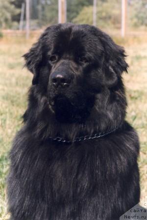 Фото: ньюфаундленд Smigar Gall (Смигар Галл)