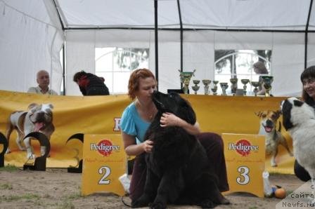 Фото: ньюфаундленд Akvatoriya Kelvin Praym Taym (Акватория Келвин Прайм Тайм)