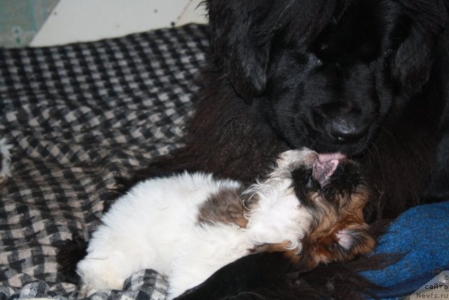 Фото: ньюфаундленд Super Premium Jani Monik (Супер Премиум Жани Моник), Черный Шарм Жень-Шень