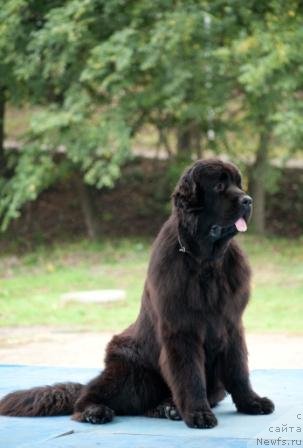 Фото: ньюфаундленд Aquatoriya Kelvin Out of The Blue (Акватория Келвин Оут оф зе Блю)