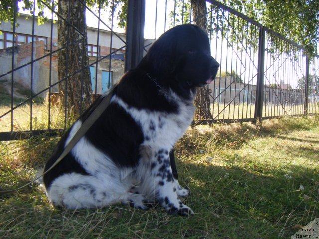 Фотография № 76929