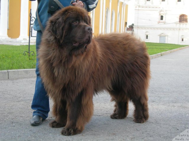 Фото: ньюфаундленд Angelo Orso Vilgelm (Анджело Орсо Вильгельм)