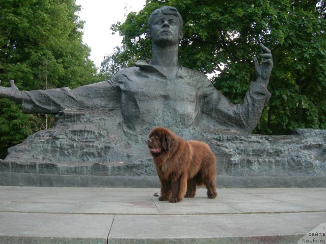 Фото: ньюфаундленд Angelo Orso Vilgelm (Анджело Орсо Вильгельм)