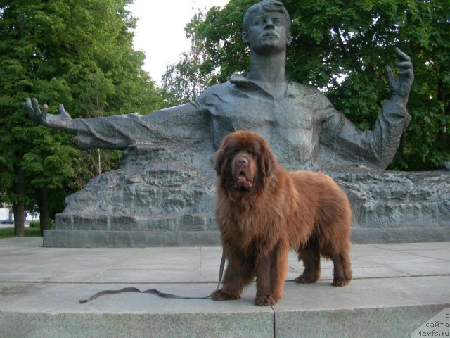 Фото: ньюфаундленд Angelo Orso Vilgelm (Анджело Орсо Вильгельм)