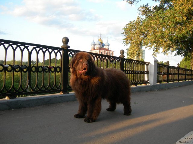 Фото: ньюфаундленд Angelo Orso Vilgelm (Анджело Орсо Вильгельм)