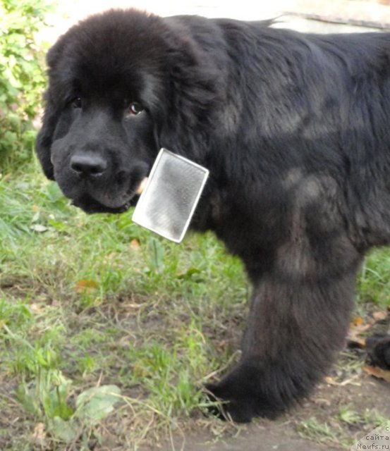 Фото: ньюфаундленд Beguschaya po Volnam Dancing Queen (Бегущая по Волнам Дансинг Квин)