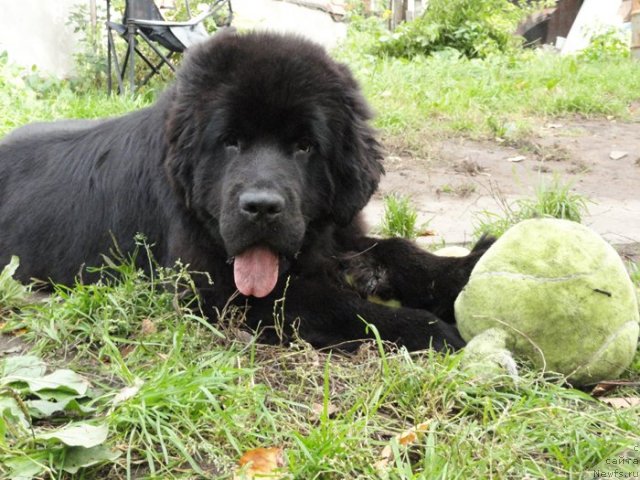 Фото: ньюфаундленд Beguschaya po Volnam Dancing Queen (Бегущая по Волнам Дансинг Квин)