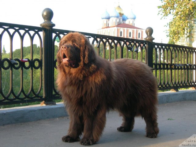 Фото: ньюфаундленд Angelo Orso Vilgelm (Анджело Орсо Вильгельм)