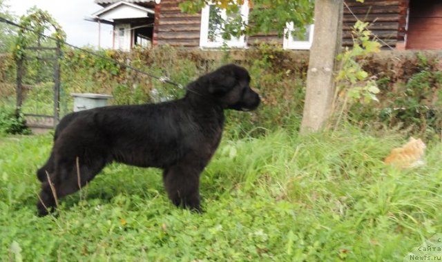 Фото: ньюфаундленд Beguschaya po Volnam Dancing Queen (Бегущая по Волнам Дансинг Квин)