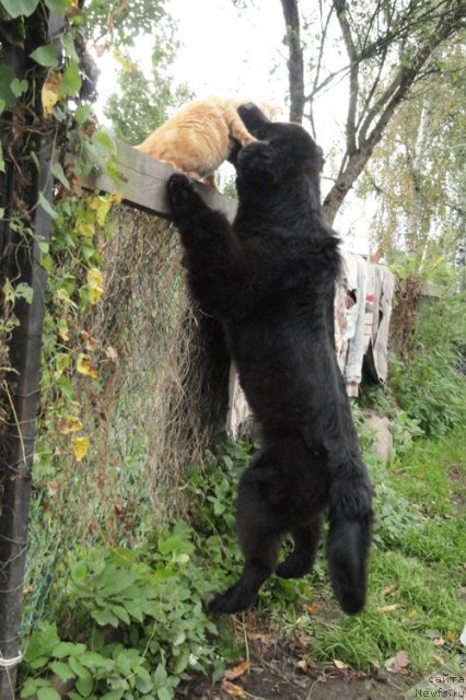 Фото: ньюфаундленд Beguschaya po Volnam Dancing Queen (Бегущая по Волнам Дансинг Квин)