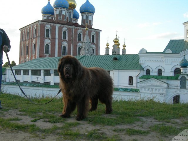 Фото: ньюфаундленд Angelo Orso Vilgelm (Анджело Орсо Вильгельм)