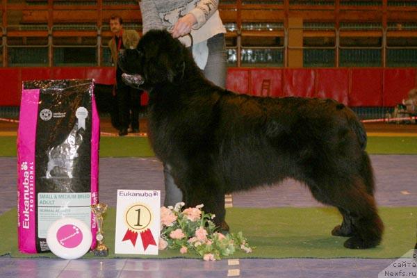 Фото: ньюфаундленд Fairweathers Italien Style